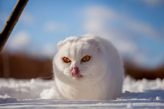 White cottish Fold cat portrait in winter field