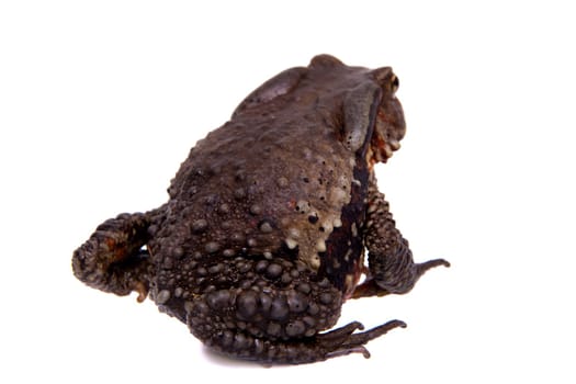 Vietnamese toad, Bufo sp, isolated on white background