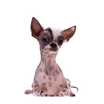 Peruvian hairless and chihuahua mix dog isolated on white