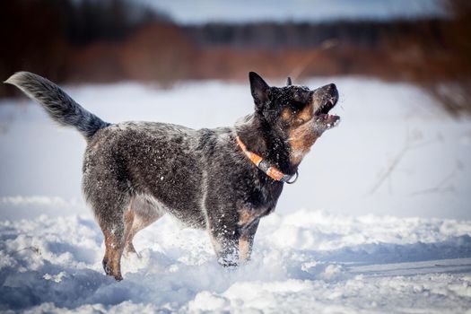 Australian Cattle Dog playing on the winter field