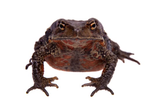 Vietnamese toad, Bufo sp, isolated on white background