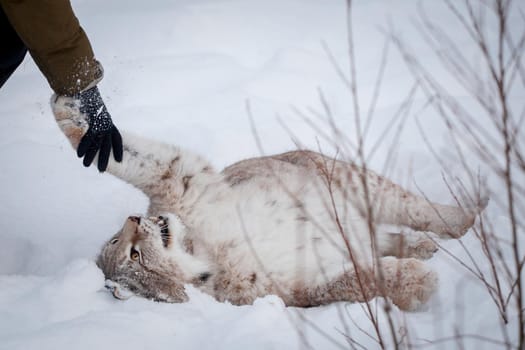 Beautiful Eurasian bobcat, lynx lynx, in winter field