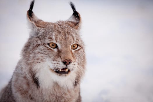 Beautiful Eurasian bobcat, lynx lynx, in winter field