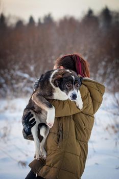 Mixed breed dog portrait in the winter field