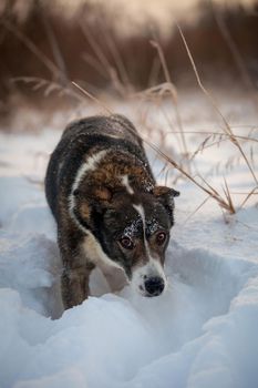 Mixed breed dog portrait in the winter field