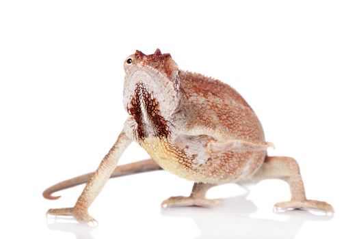 The Oustalet's or Malagasy giant chameleon, Furcifer oustaleti, female isolated on white