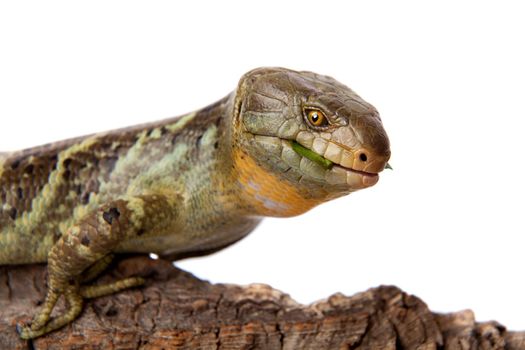 The Solomon Islands skink, Corucia zebrata, on white background