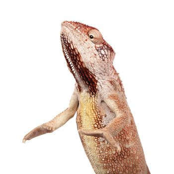 The Oustalet's or Malagasy giant chameleon, Furcifer oustaleti, female isolated on white