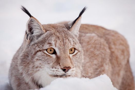 Beautiful Eurasian bobcat, lynx lynx, in winter field