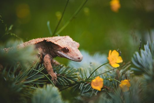 New Caledonian crested gecko, Rhacodactylus ciliatus,on tree with flowers