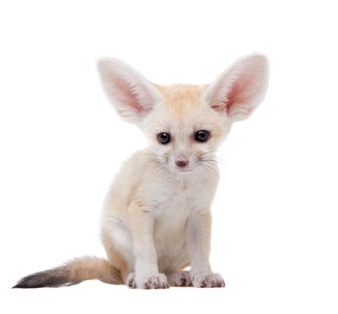 Pretty Fennec fox, Vulpes or Fennecus zerda cub on white background