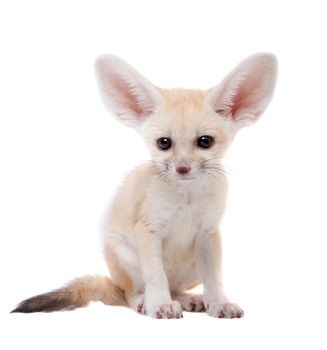 Pretty Fennec fox, Vulpes or Fennecus zerda cub on white background