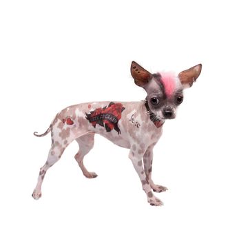 Punk style peruvian hairless and chihuahua mix dog with tattoo and piercing isolated on white