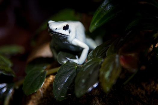 The golden poison frog, Phyllobates terribilis, in terrarium