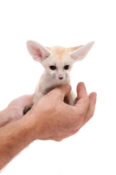 Pretty Fennec fox, Vulpes or Fennecus zerda cub on white background