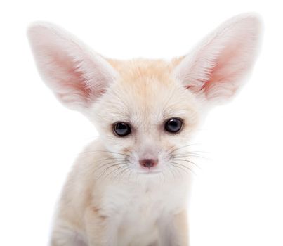 Pretty Fennec fox, Vulpes or Fennecus zerda cub on white background