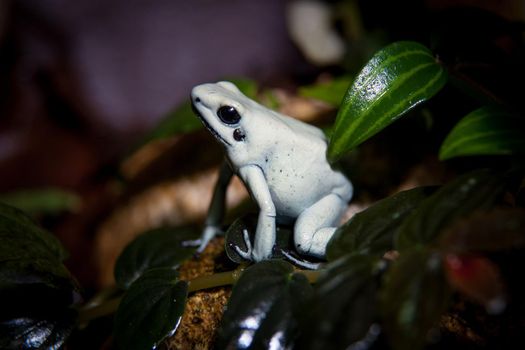 The golden poison frog, Phyllobates terribilis, in terrarium