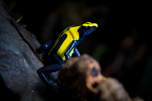 Citronella Dyeing Poison Dart Frog, Dendrobates tinctorius in terrarium