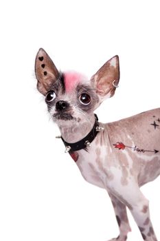 Punk style peruvian hairless and chihuahua mix dog with tattoo and piercing isolated on white