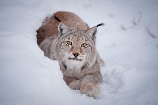 Beautiful Eurasian bobcat, lynx lynx, in winter field