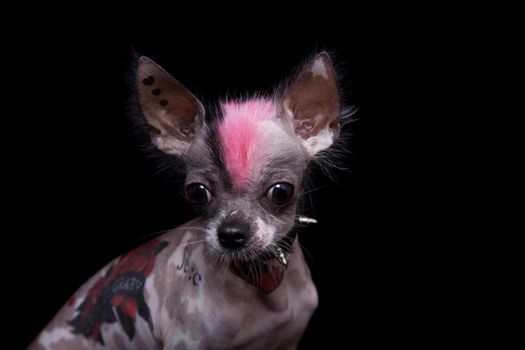 Punk style peruvian hairless and chihuahua mix dog with tattoo, isolated on black