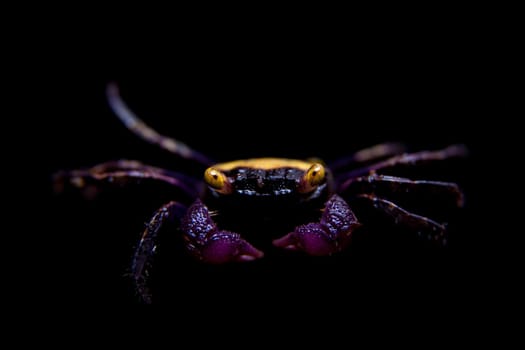 Little Purple Vampire Crab, Geosesarma dennerle, isolated on black background