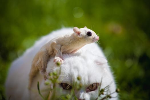 White Scottish Fold cat with cute white sugar glider on green grass