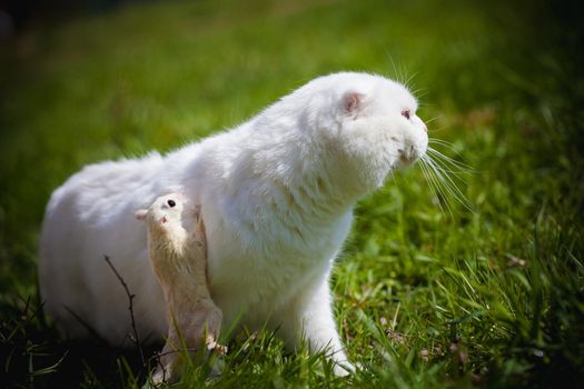 White Scottish Fold cat with cute white sugar glider on green grass