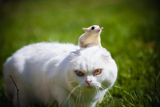 White Scottish Fold cat with cute white sugar glider on green grass