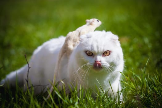 White Scottish Fold cat with cute white sugar glider on green grass