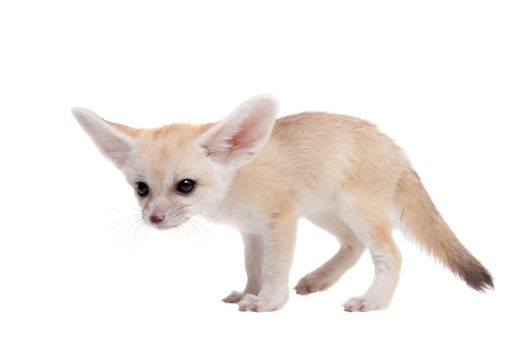 Pretty Fennec fox, Vulpes or Fennecus zerda cub on white background