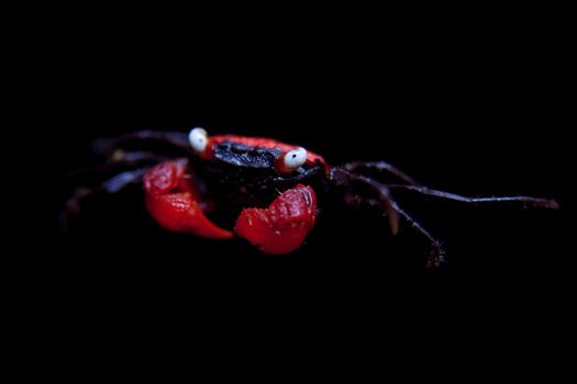 Little Red devil Crab, Geosesarma hagen, isolated on black background