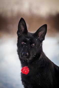 5 month old east-european shepherd dog in the field