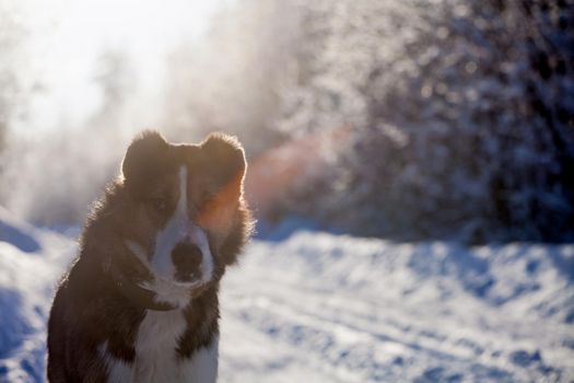 Mixed breed dog portrait in the winter field