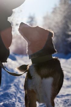 Mixed breed dog portrait in the winter field