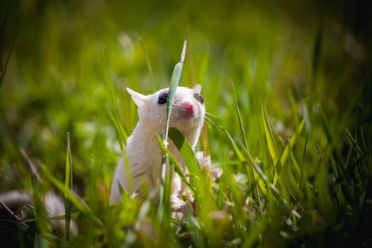 White sugar glider, Petaurus breviceps, on green meadow