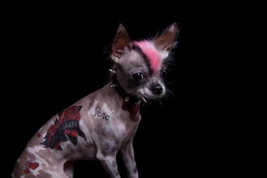 Punk style peruvian hairless and chihuahua mix dog with tattoo, isolated on black