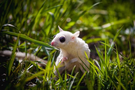 White sugar glider, Petaurus breviceps, on green meadow