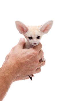 Pretty Fennec fox, Vulpes or Fennecus zerda cub on white background