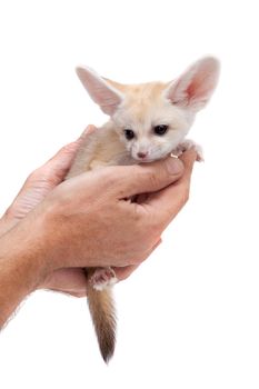 Pretty Fennec fox, Vulpes or Fennecus zerda cub on white background