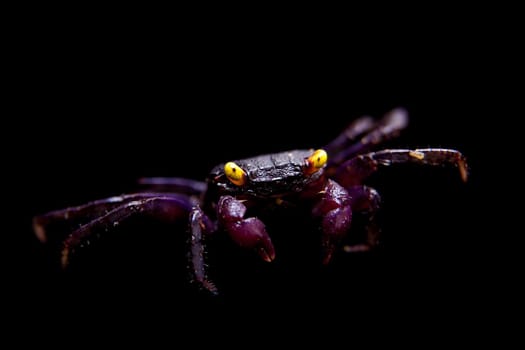 Little Purple Vampire Crab, Geosesarma dennerle, isolated on black background