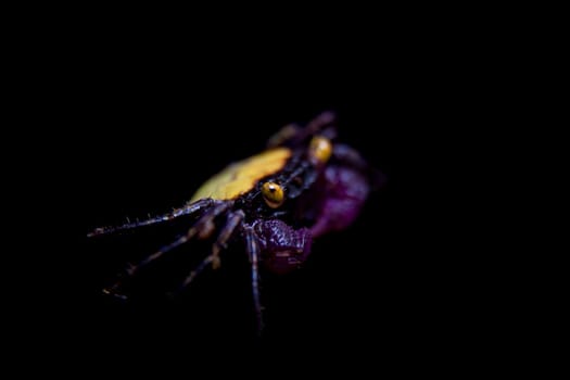 Little Purple Vampire Crab, Geosesarma dennerle, isolated on black background