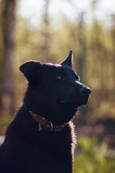 9 month old east-european shepherd dog in the field