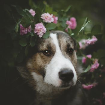 Mixed breed dog sitting in a garden with roses