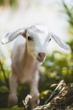 Cute young white goatling standing in a garden