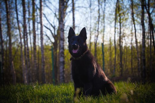 9 month old east-european shepherd dog in the field