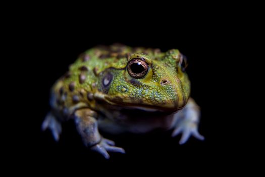 The African bullfrog, Pyxicephalus adspersus, isolated on black background