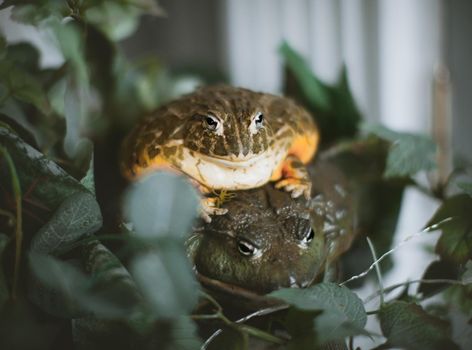 Couple African bullfrogs, male and female, Pyxicephalus adspersus, sitting on green leaves