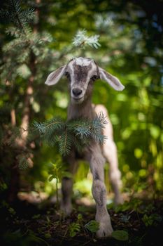 Cute young grey goatling standing in a garden