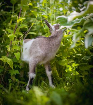 Cute young grey goatling standing in a garden